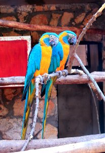 Macaw Parrot Bird Fauna