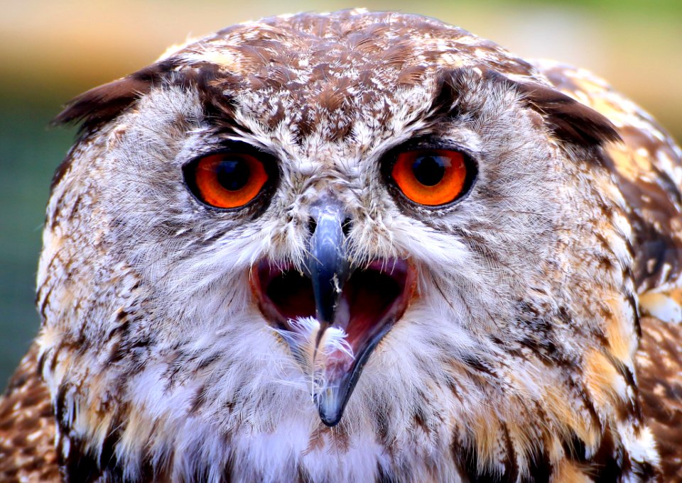 Owl Beak Bird Of Prey Bird