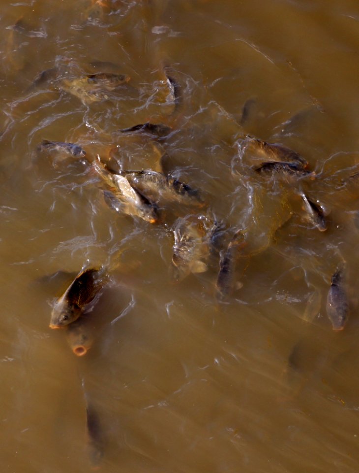 Water Fauna Fish Wildlife