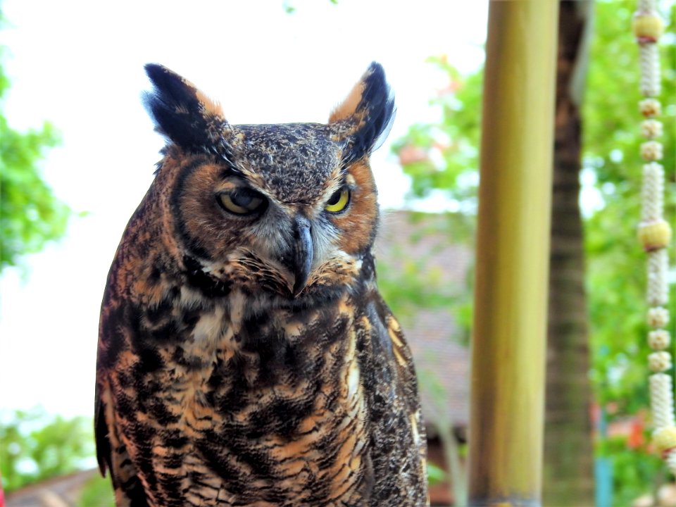 Owl Fauna Bird Beak