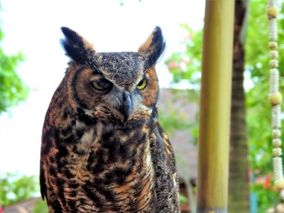 Owl Fauna Bird Beak