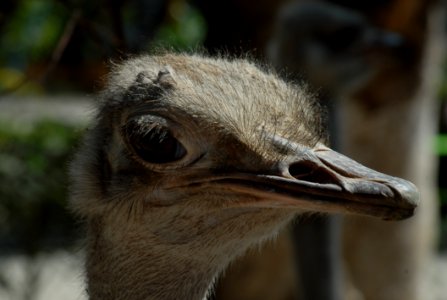 Ostrich Beak Fauna Ratite photo