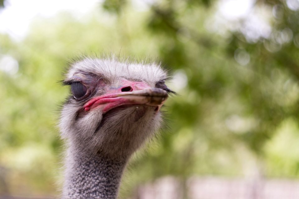 Ostrich Beak Ratite Bird