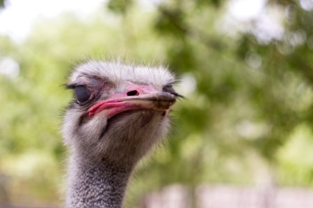 Ostrich Beak Ratite Bird