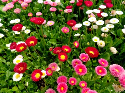Flower Plant Flowering Plant Daisy