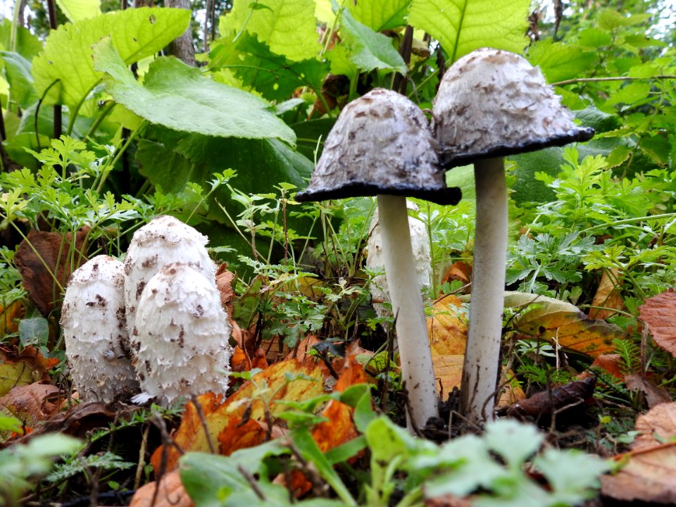 Fungus Mushroom Penny Bun Edible Mushroom