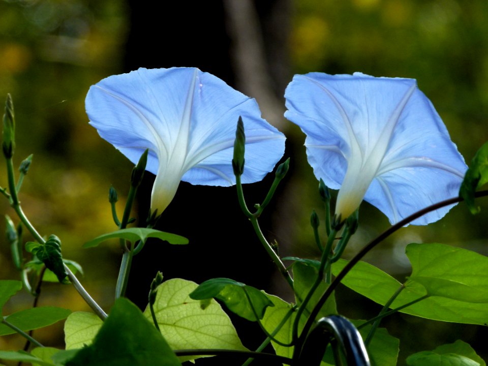 Plant Flower Flora Morning Glory Family