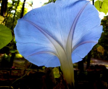Plant Flora Flower Leaf