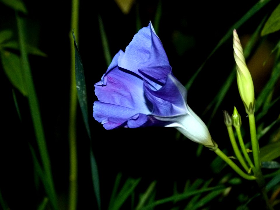 Flower Plant Flora Wildflower
