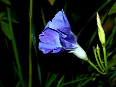 Flower Plant Flora Wildflower