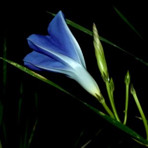 Plant Flower Flora Crocus