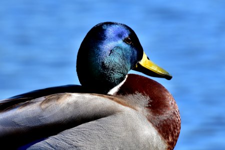 Duck Bird Mallard Water Bird