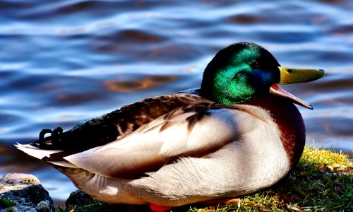 Bird Duck Mallard Water Bird photo