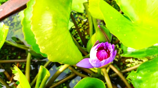 Plant Flora Flower Leaf