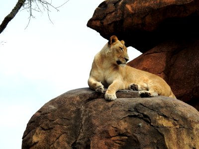 Wildlife Mammal Fauna Lion