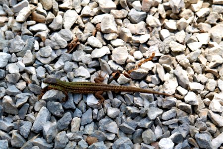Reptile Fauna Scaled Reptile Lacertidae