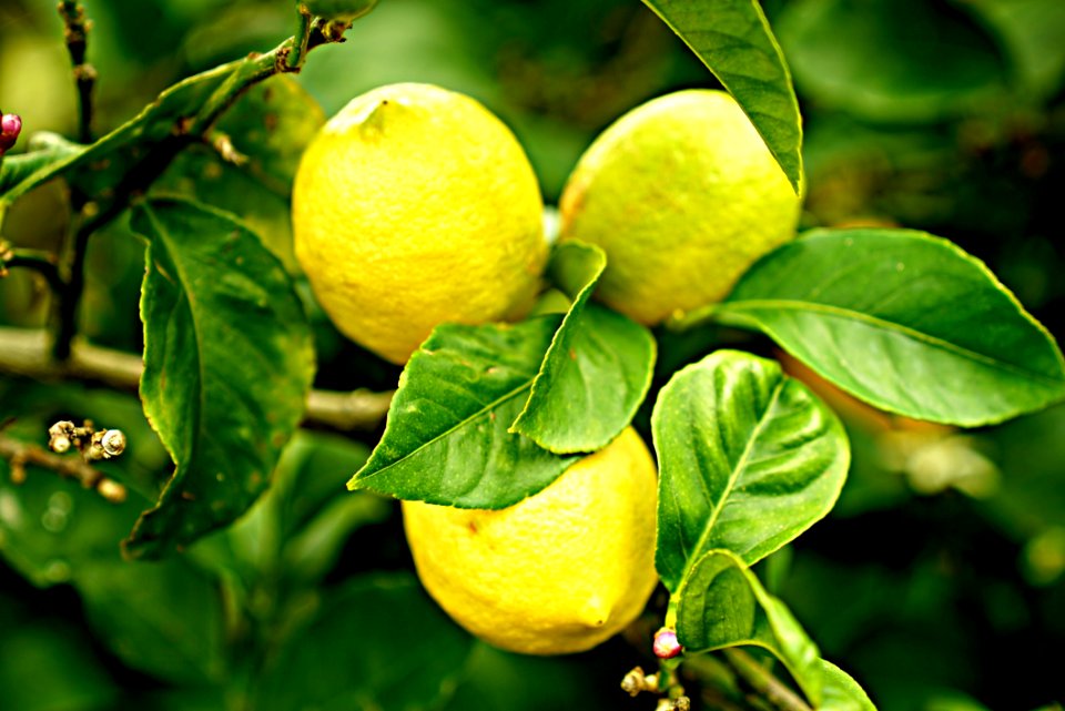 Citrus Fruit Lemon Produce