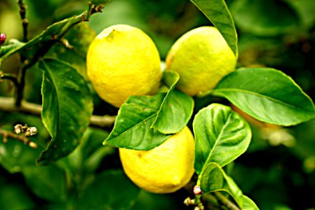 Citrus Fruit Lemon Produce