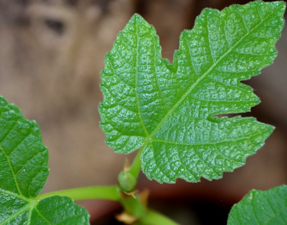 Leaf Plant Pathology Plant Herb