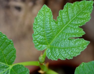 Leaf Plant Pathology Plant Herb