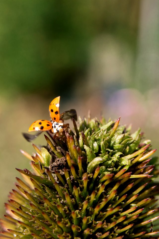Insect Nectar Invertebrate Pollinator