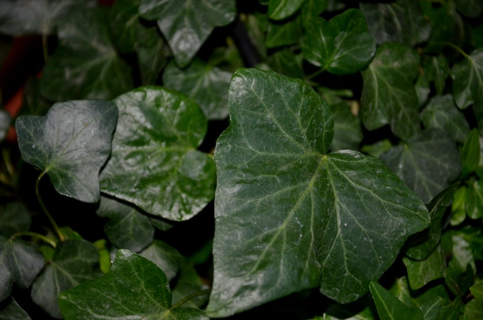 Plant Leaf Ivy Ivy Family