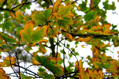 Leaf Tree Branch Deciduous photo