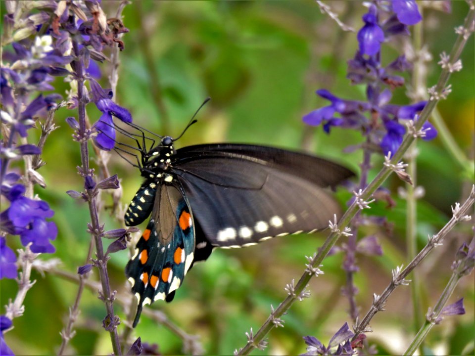 Butterfly Moths And Butterflies Insect Brush Footed Butterfly