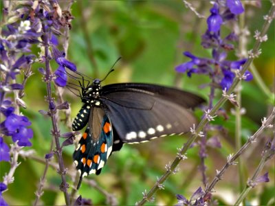Butterfly Moths And Butterflies Insect Brush Footed Butterfly
