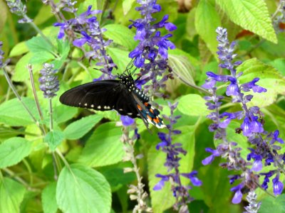 Butterfly Plant Insect Moths And Butterflies photo