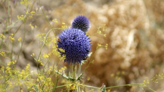 Flower Flora Plant Purple