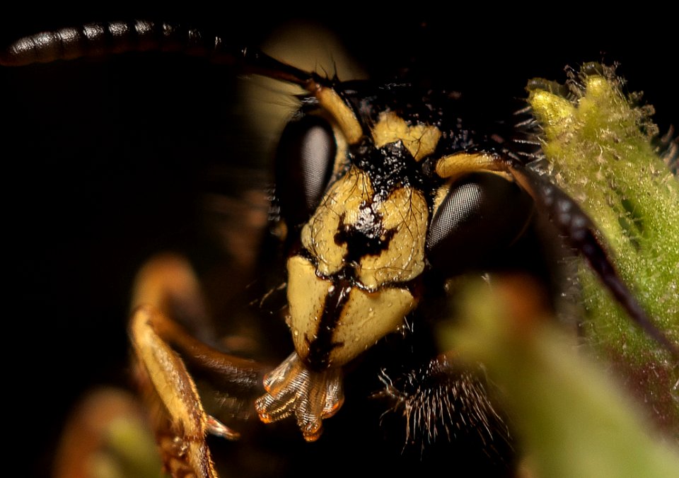 Insect Invertebrate Pest Macro Photography