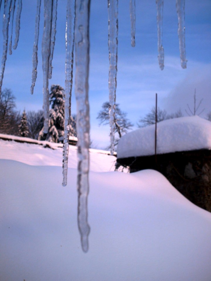 Snow Winter Freezing Tree