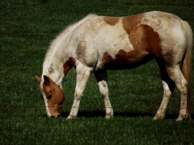 Horse Horse Like Mammal Mare Mane photo