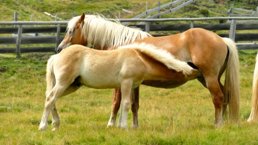 Horse Mane Mare Pasture photo