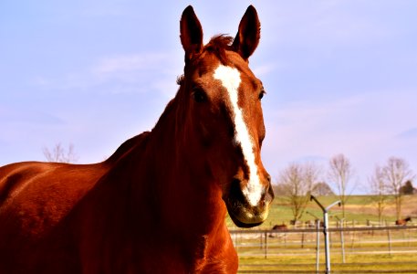 Horse Bridle Mane Mare photo