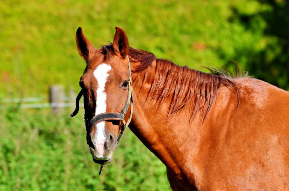 Horse Bridle Mane Rein