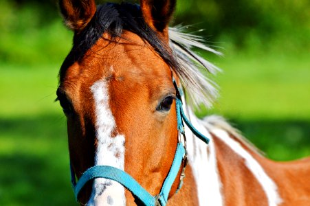 Horse Bridle Halter Rein photo