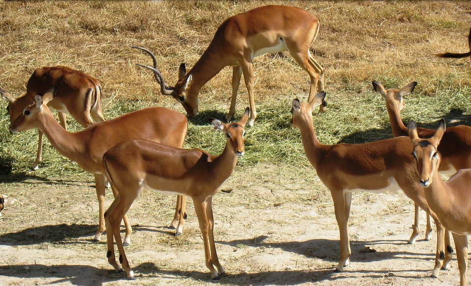 Impala horns mammals