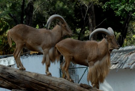 Barbary Sheep Horn Fauna Wildlife