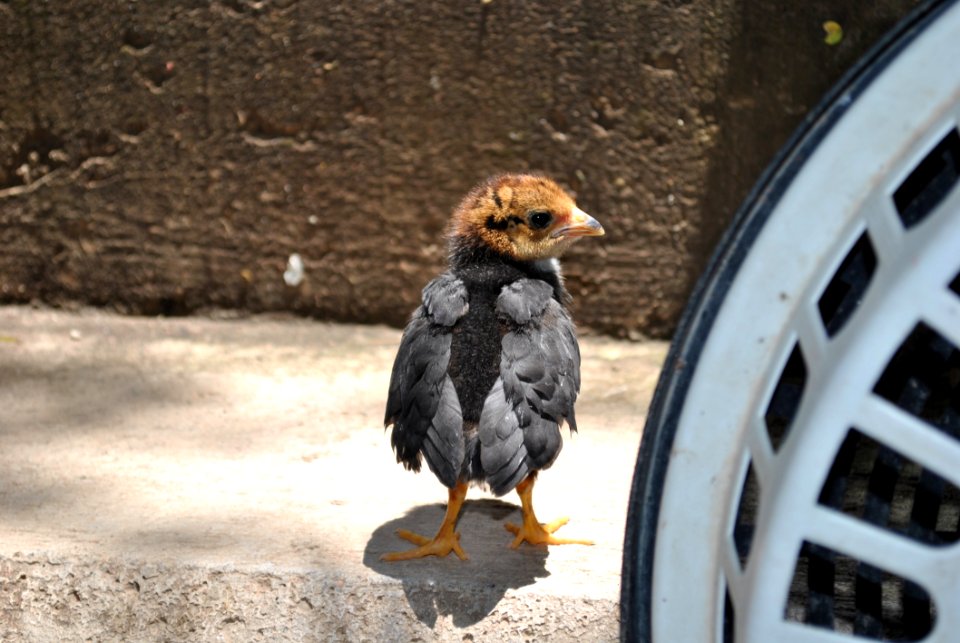 Chicken Beak Fauna Galliformes