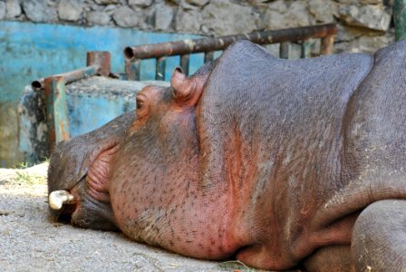Hippopotamus Mammal Fauna Terrestrial Animal
