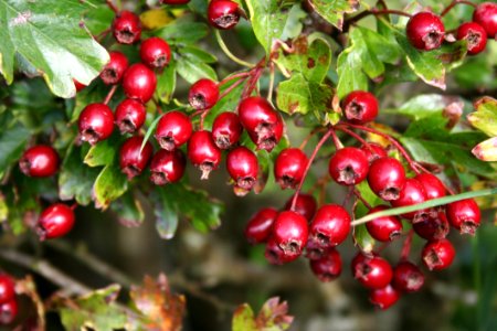 Berry Hawthorn Chinese Hawthorn Lingonberry