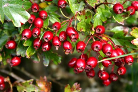 Berry Hawthorn Chinese Hawthorn Lingonberry photo