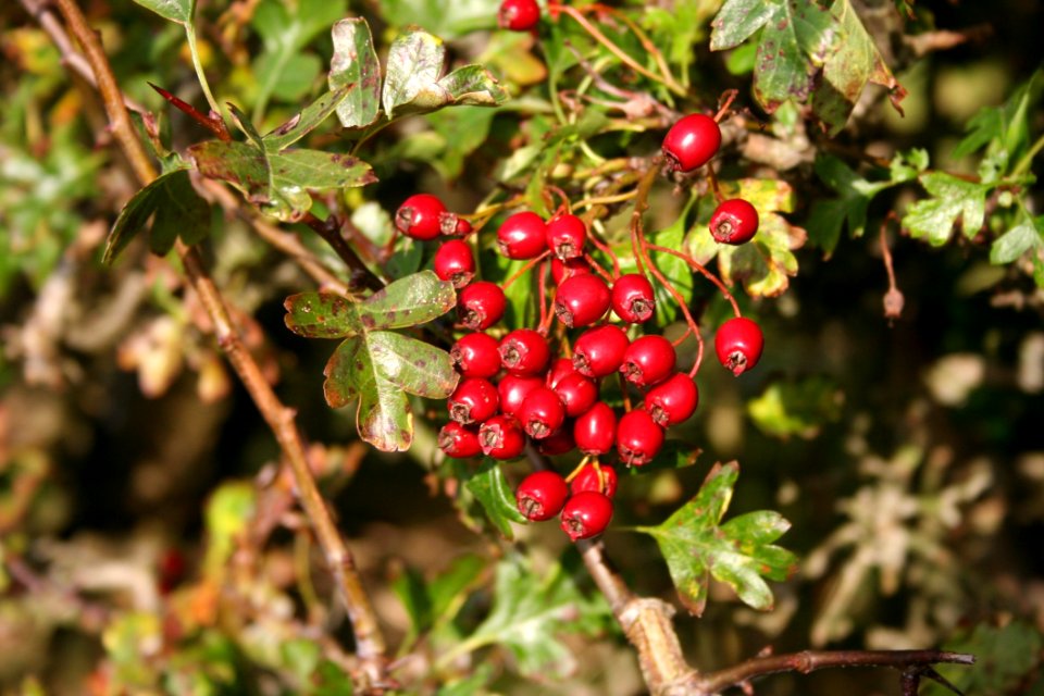 Berry Plant Lingonberry Heteromeles