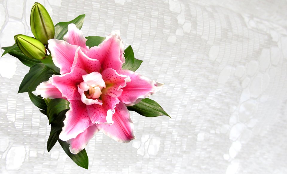 Flower Pink Flowering Plant Plant