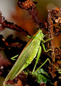Insect Grasshopper Locust Fauna
