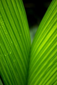 Leaf Green Close Up Plant