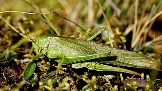 Insect Grasshopper Locust Cricket Like Insect photo
