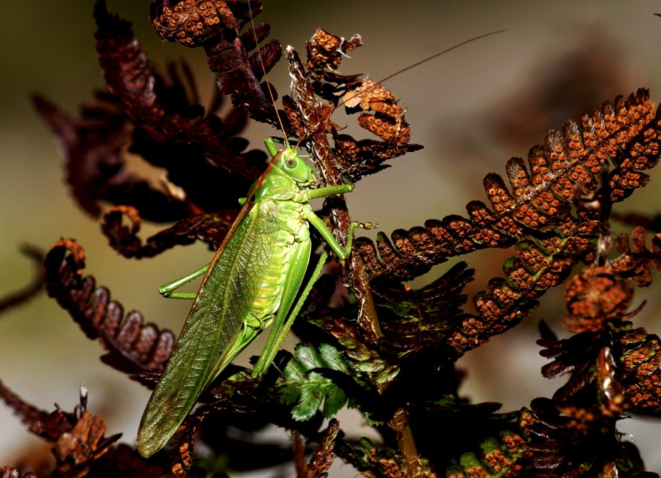 Insect Invertebrate Leaf Macro Photography